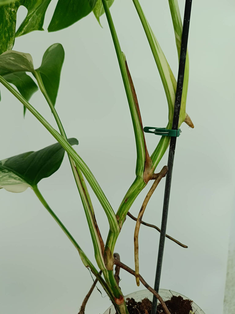 Monstera albo variegata