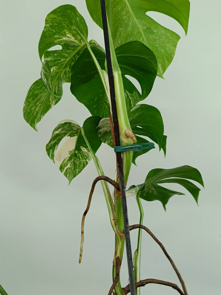 Monstera albo variegata