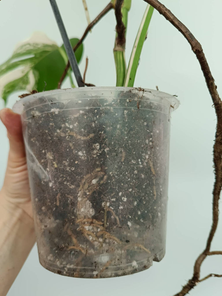Monstera albo variegata