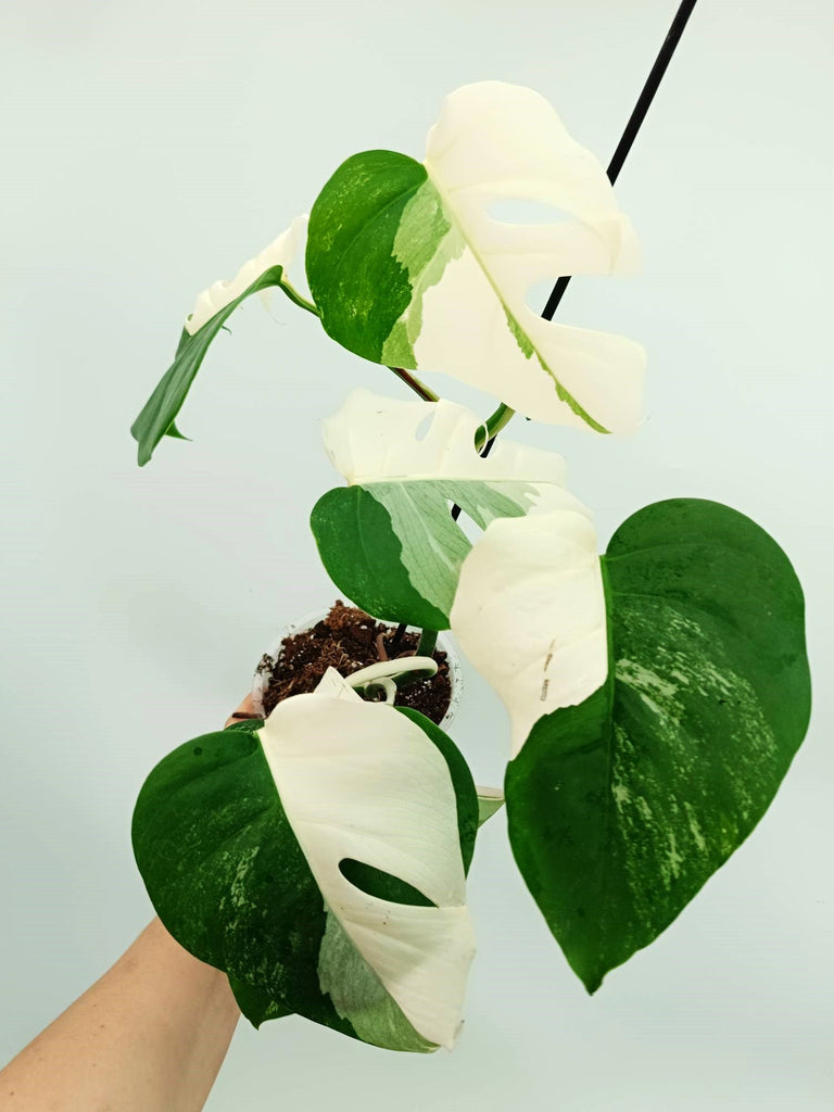 Monstera albo variegata EXTRA WHITE