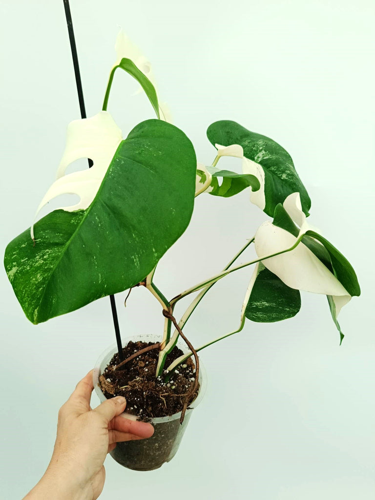 Monstera albo variegata EXTRA WHITE