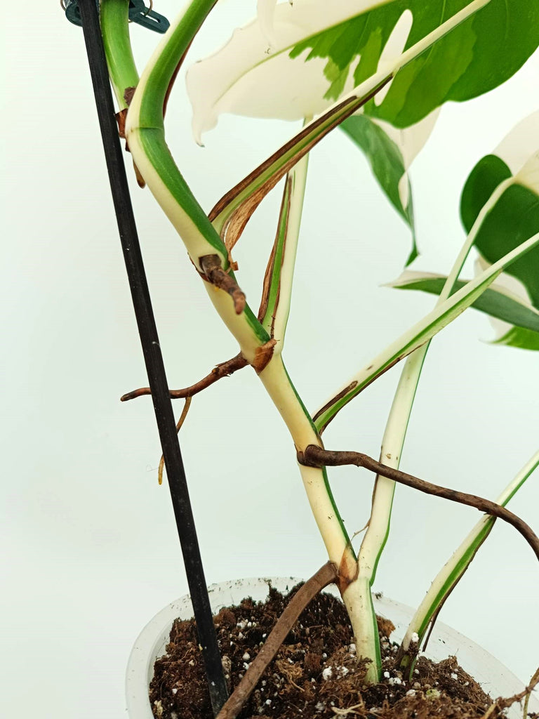 Monstera albo variegata EXTRA WHITE