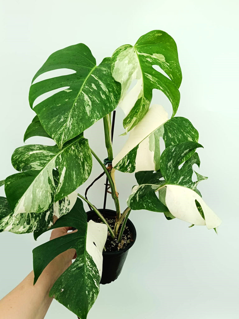 Monstera albo variegata