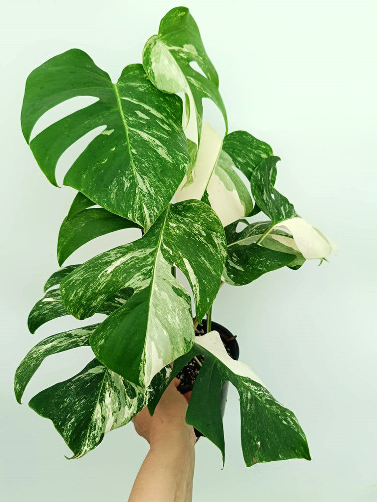 Monstera albo variegata