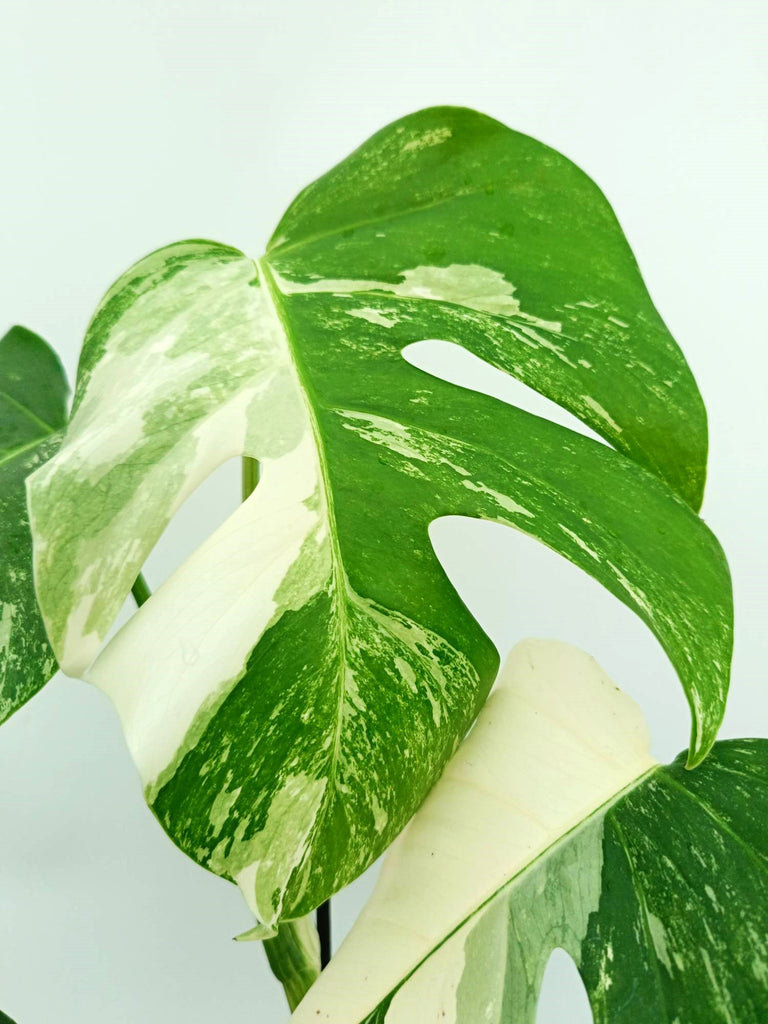 Monstera albo variegata