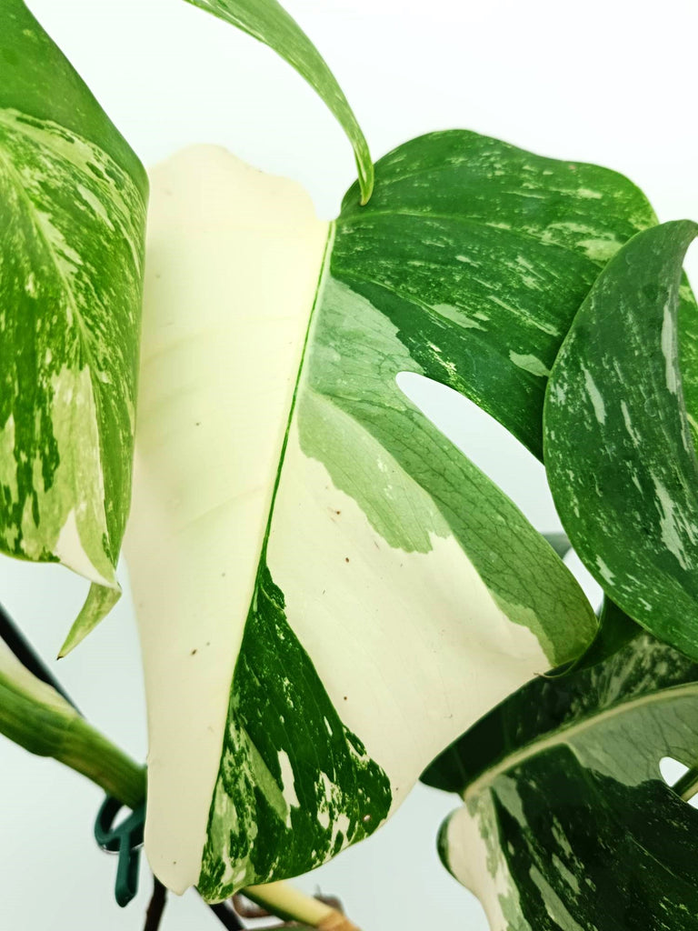 Monstera albo variegata