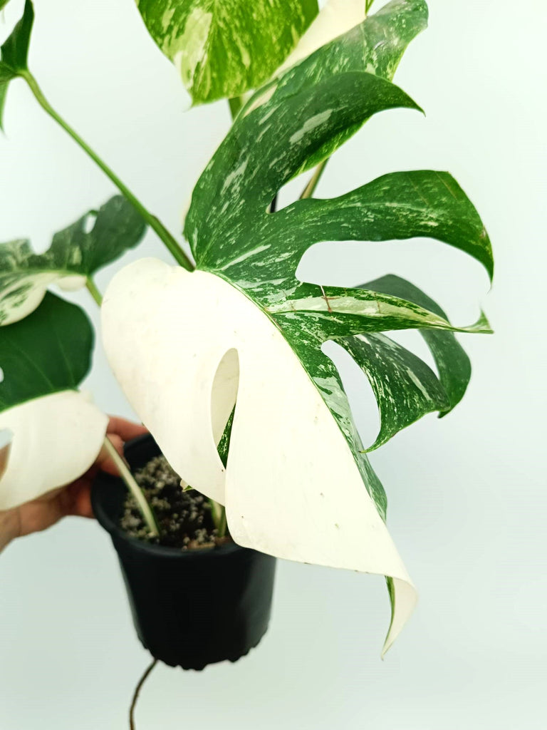 Monstera albo variegata