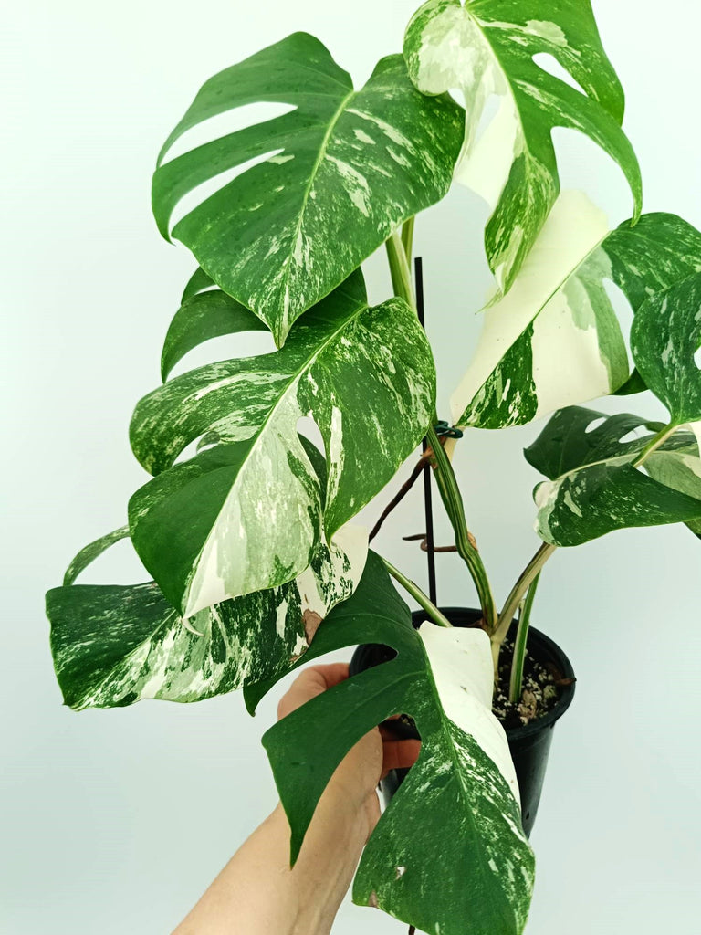 Monstera albo variegata