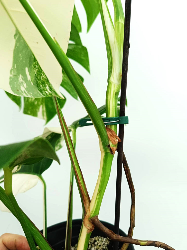 Monstera albo variegata