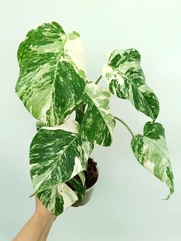 Monstera albo variegata
