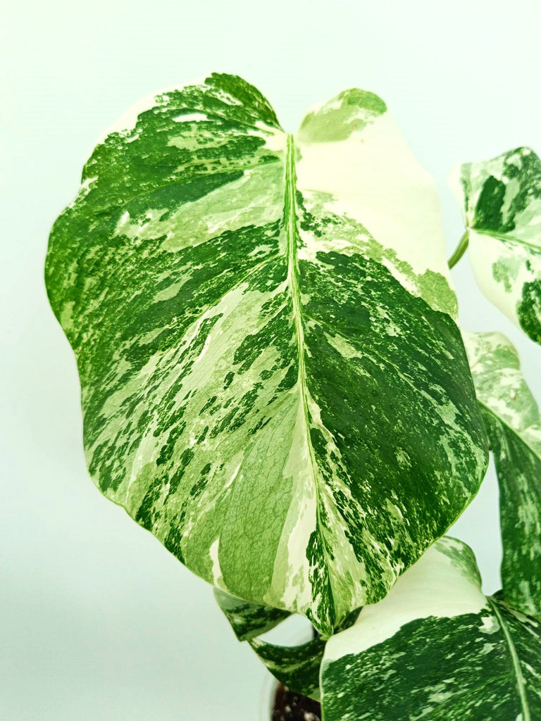 Monstera albo variegata