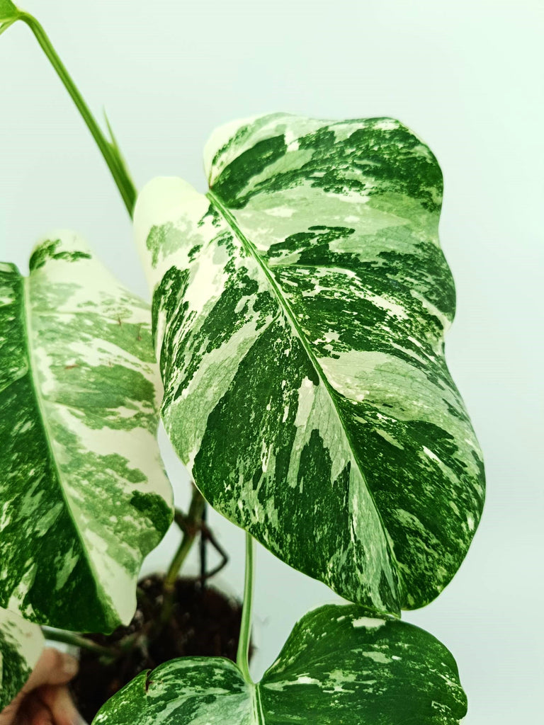 Monstera albo variegata