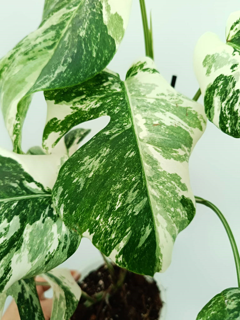 Monstera albo variegata