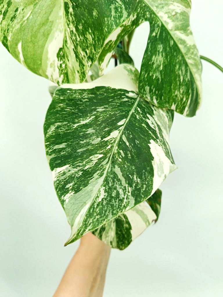 Monstera albo variegata