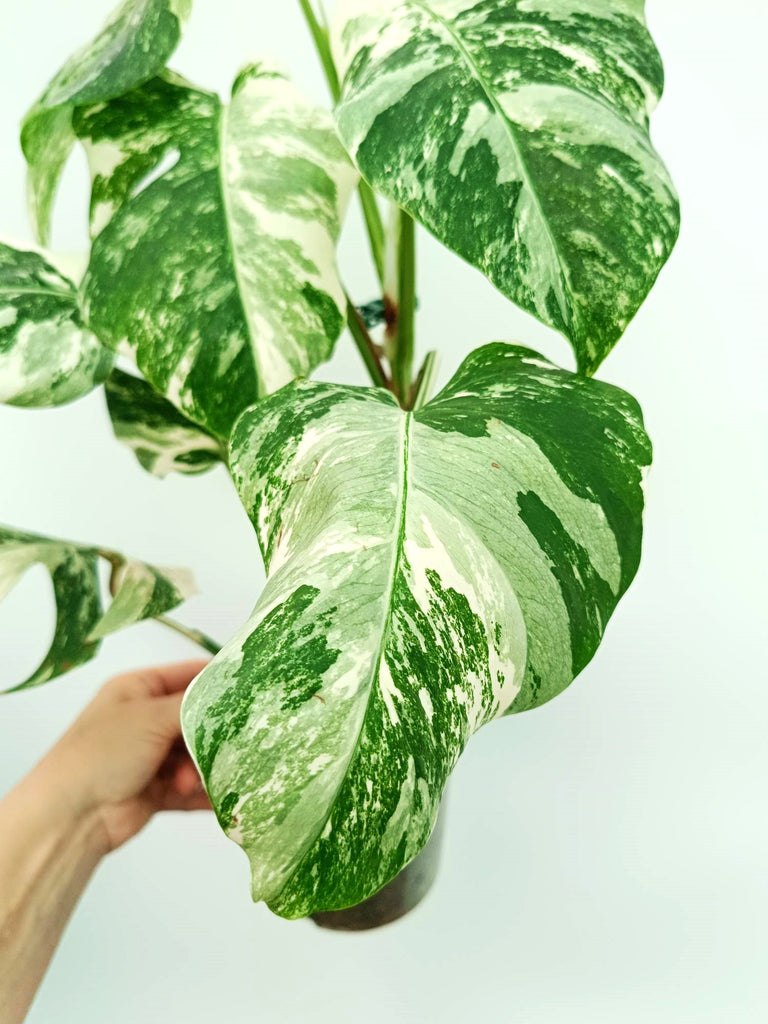 Monstera albo variegata