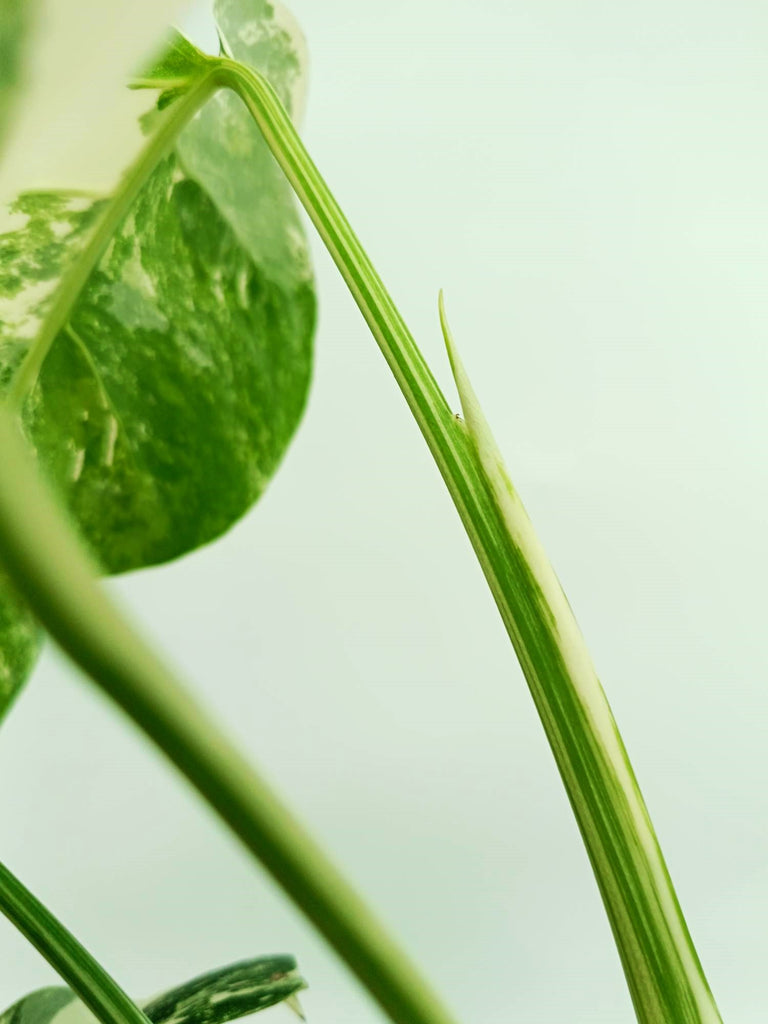Monstera albo variegata