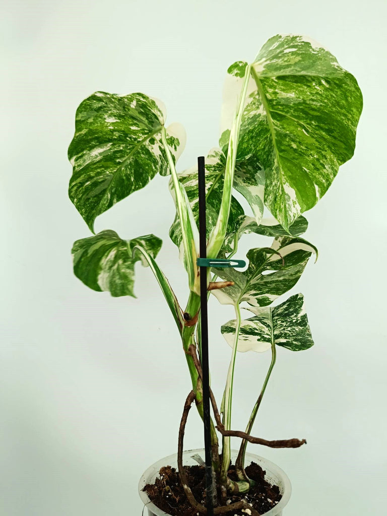Monstera albo variegata