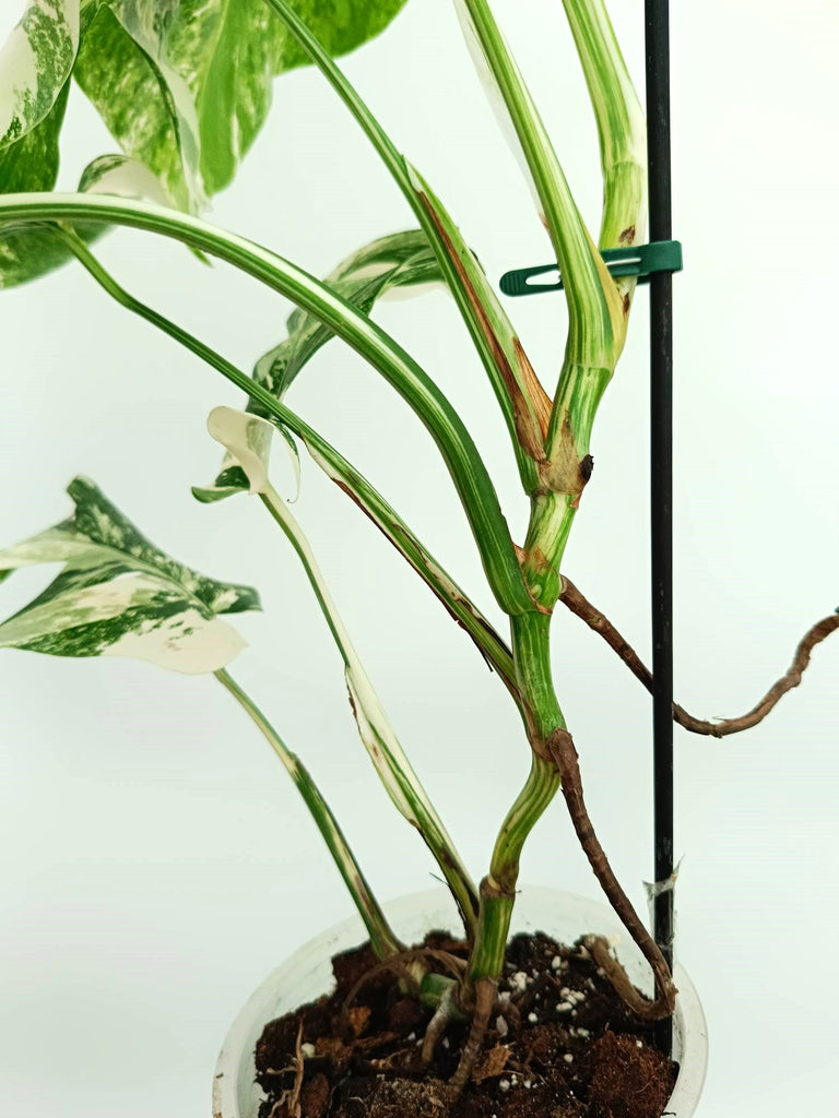 Monstera albo variegata