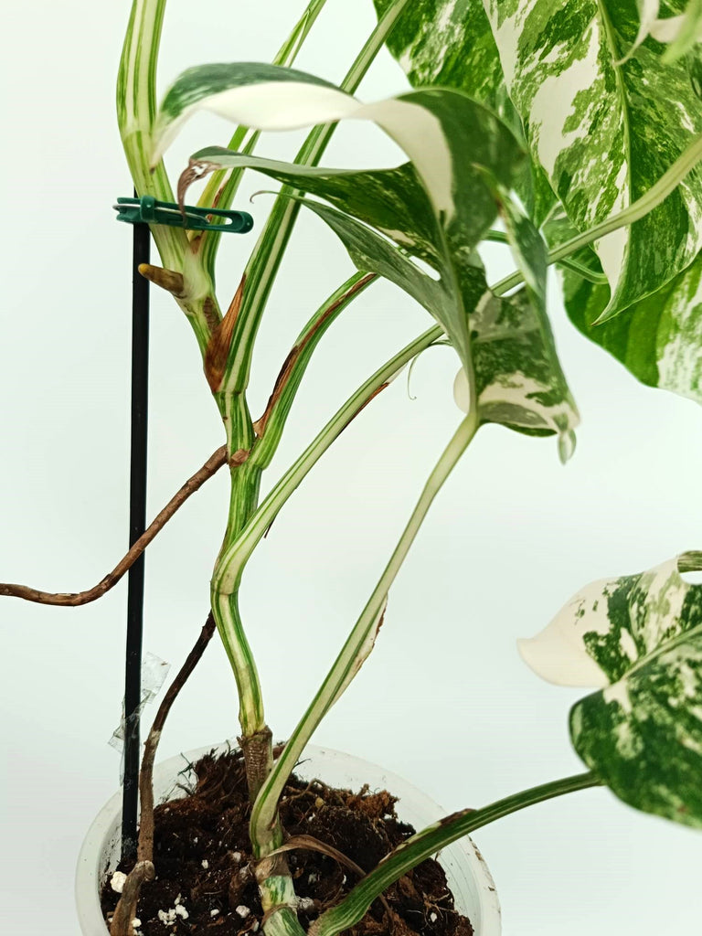 Monstera albo variegata