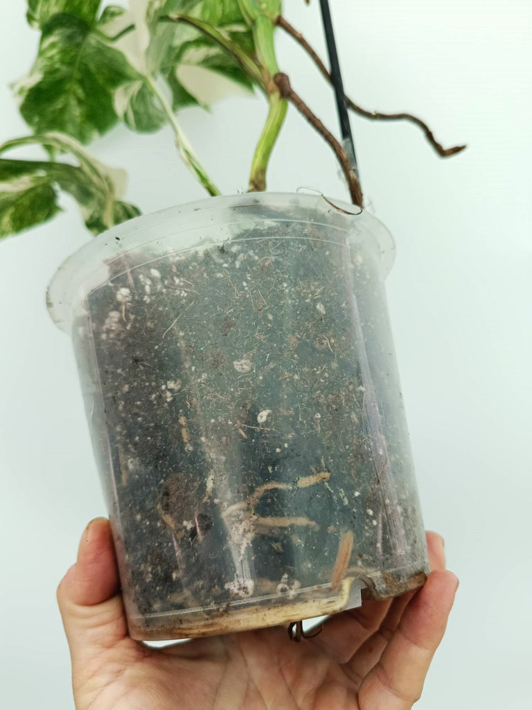 Monstera albo variegata