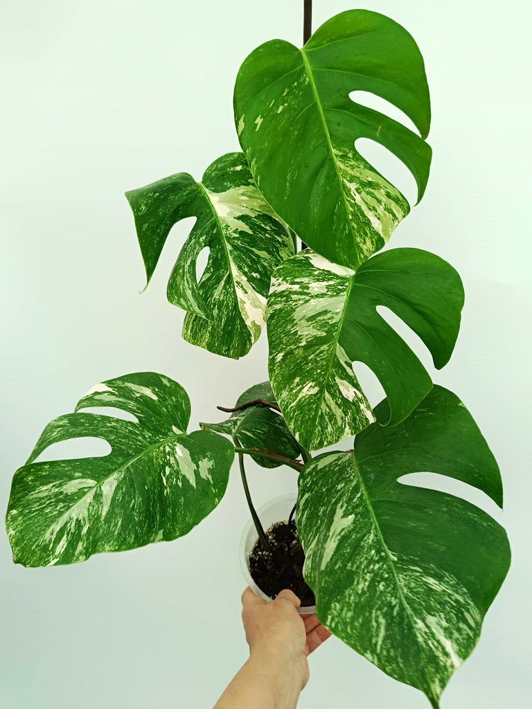 Monstera albo variegata