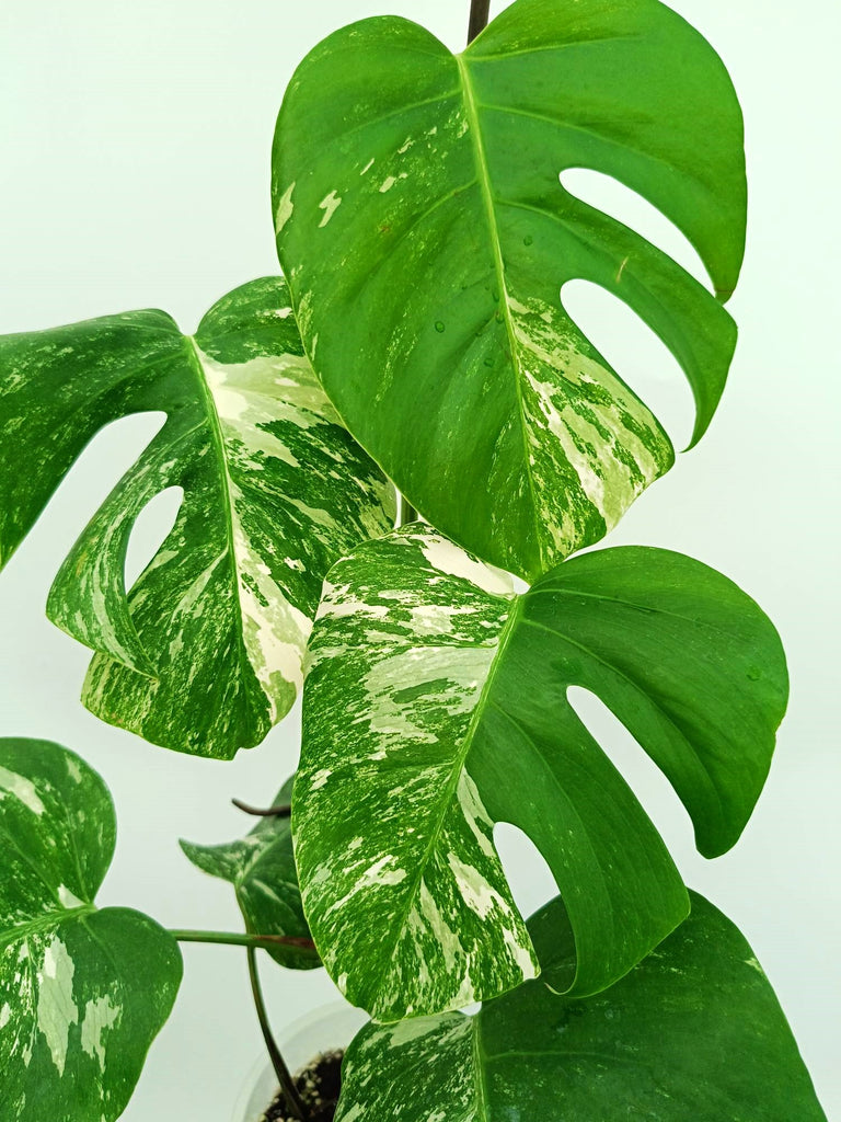Monstera albo variegata