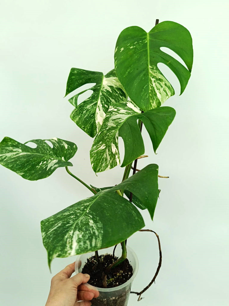 Monstera albo variegata