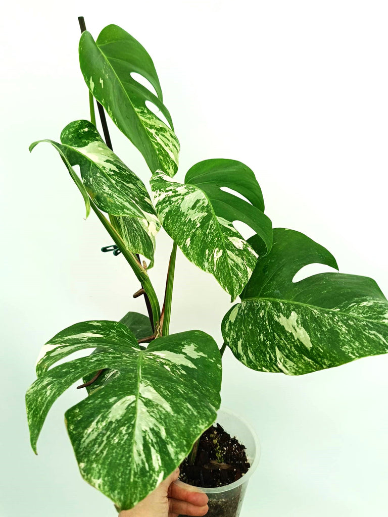 Monstera albo variegata