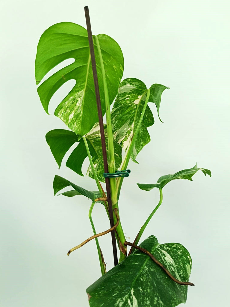 Monstera albo variegata