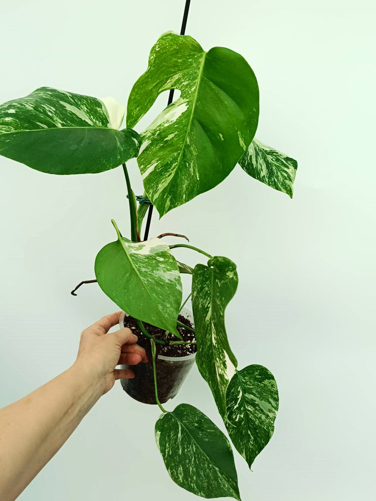 Monstera albo variegata