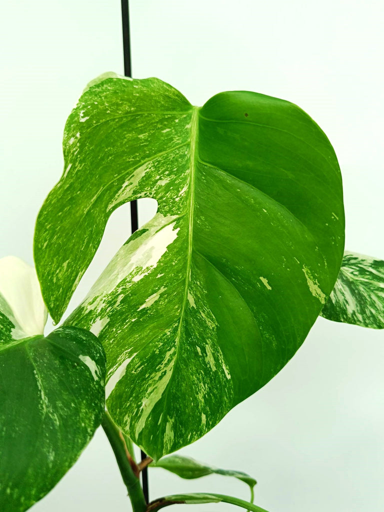Monstera albo variegata