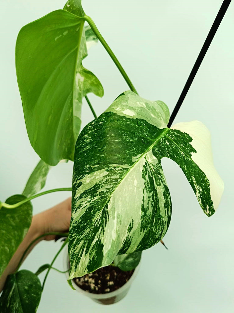 Monstera albo variegata