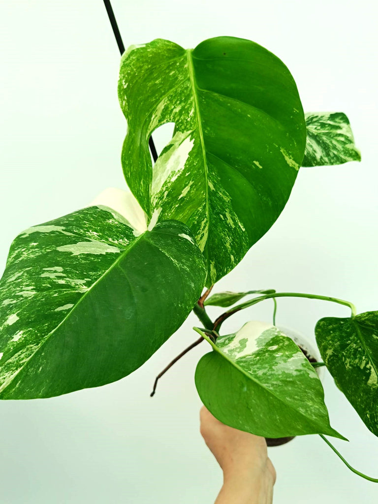 Monstera albo variegata