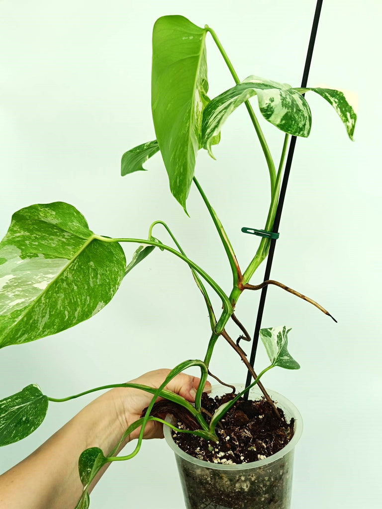 Monstera albo variegata