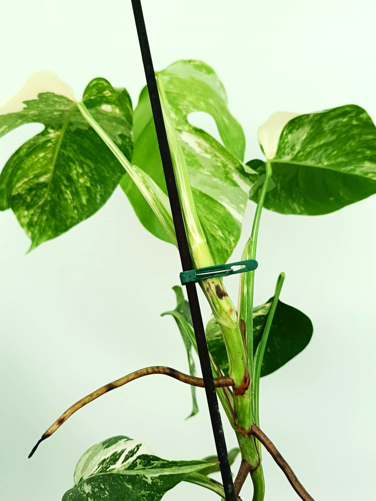 Monstera albo variegata