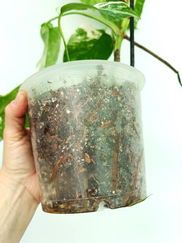 Monstera albo variegata