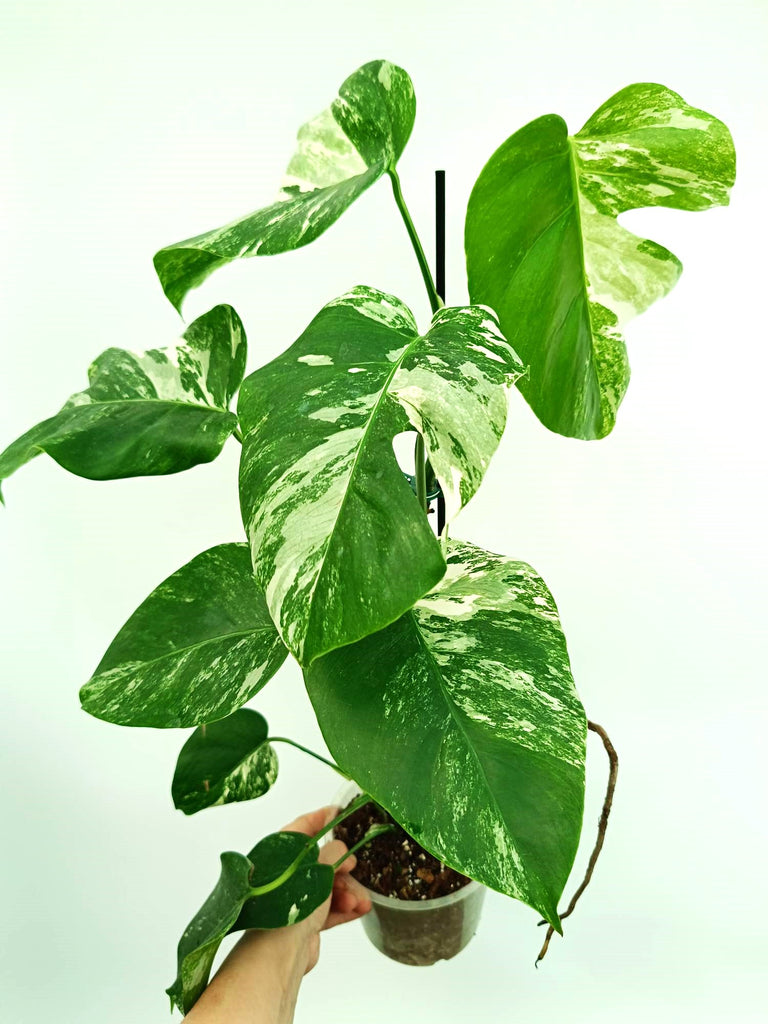 Monstera albo variegata
