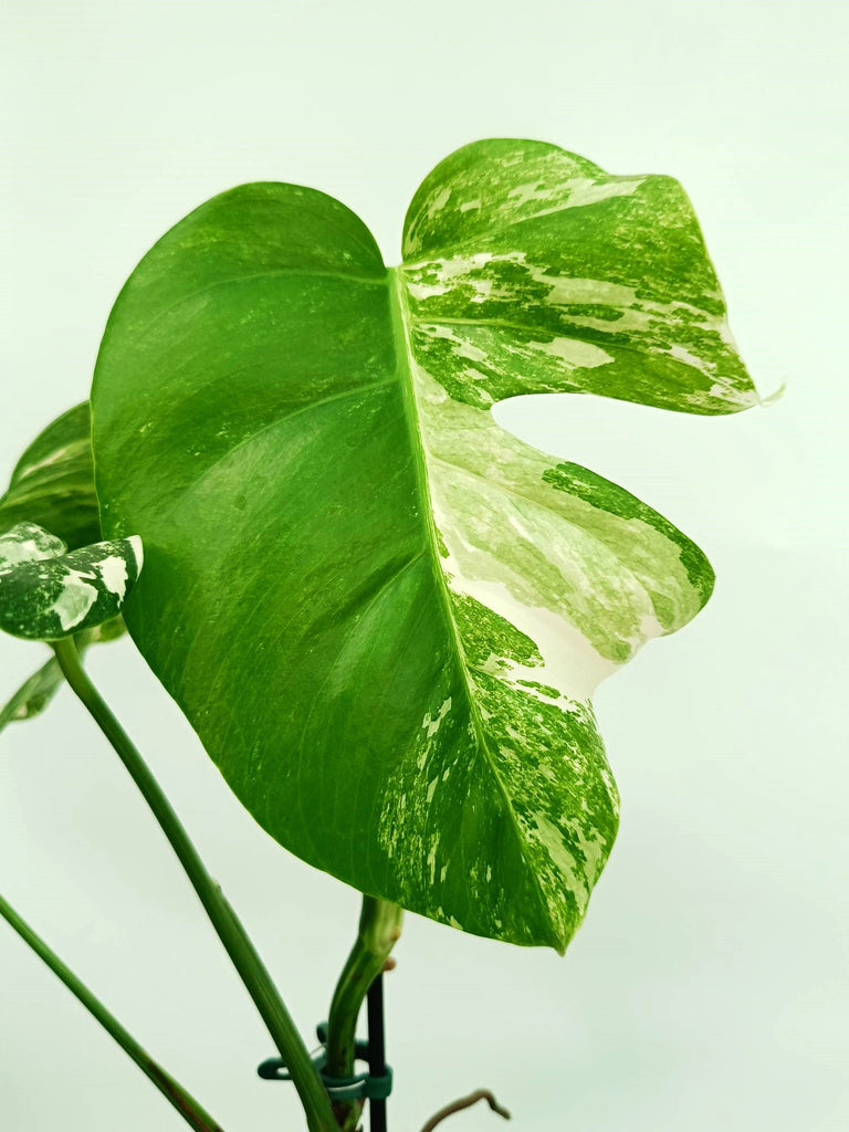 Monstera albo variegata