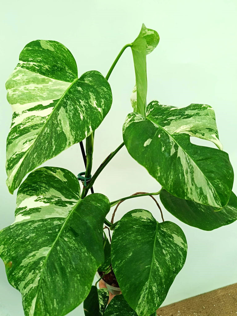 Monstera albo variegata