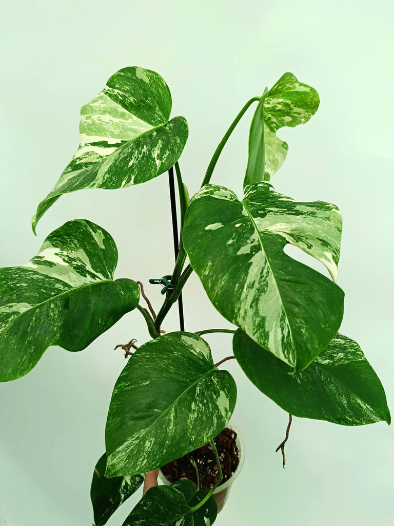 Monstera albo variegata