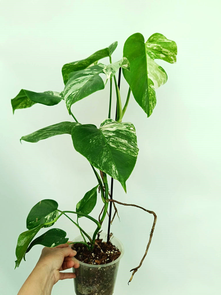 Monstera albo variegata