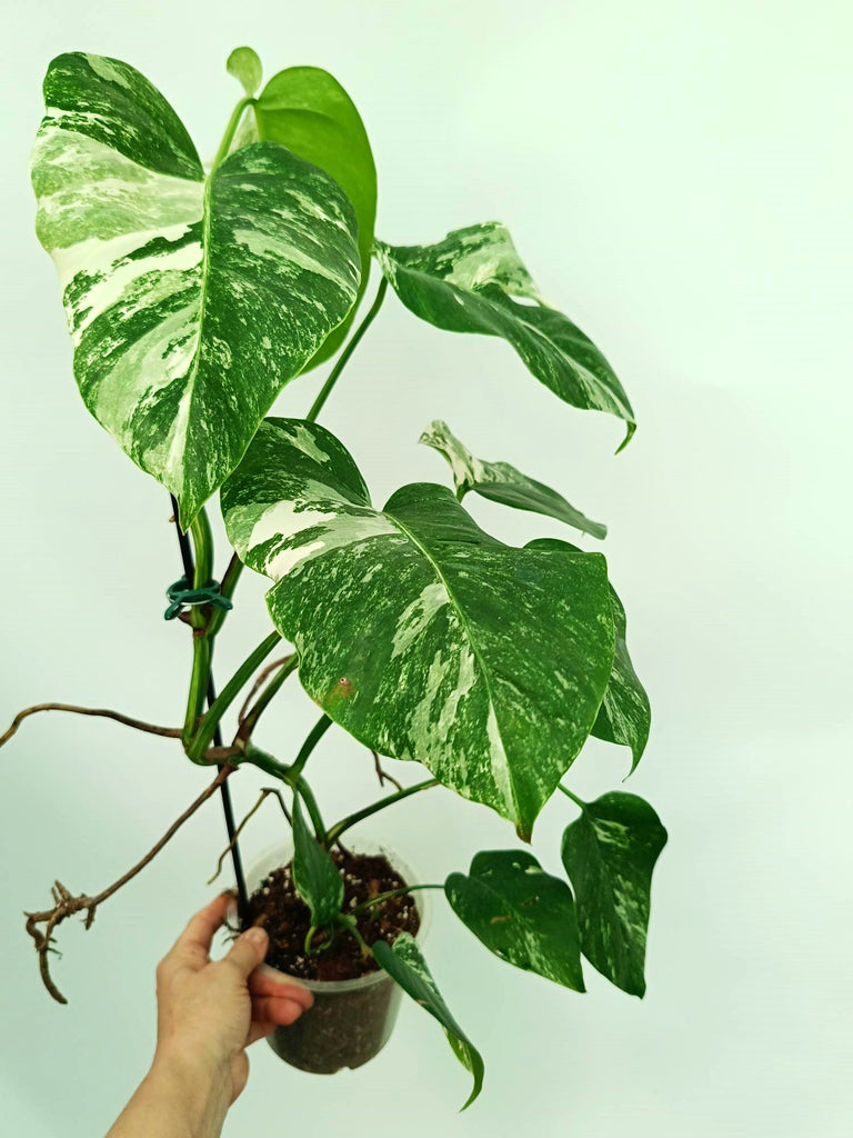 Monstera albo variegata