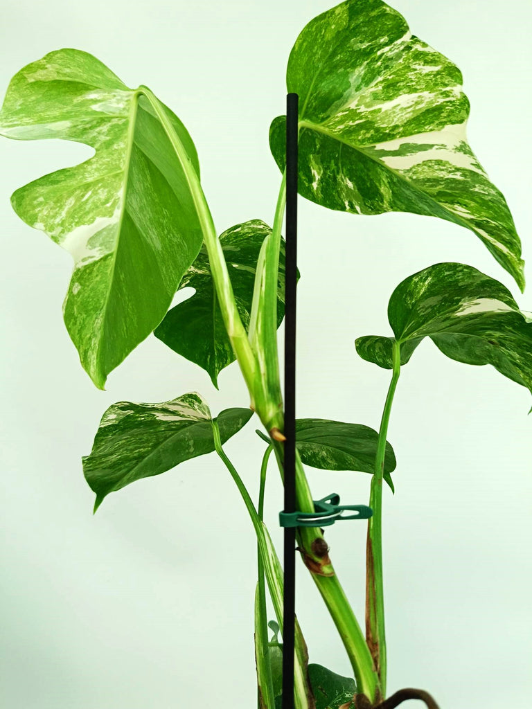 Monstera albo variegata