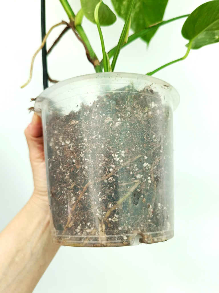 Monstera albo variegata