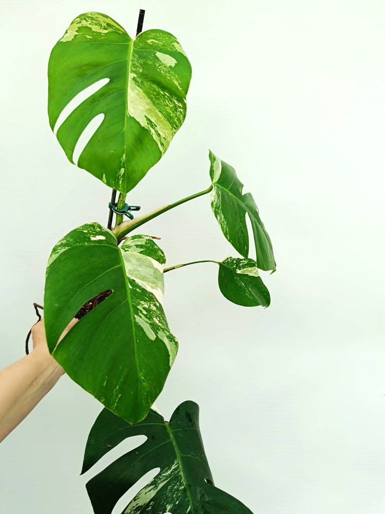 Monstera albo variegata