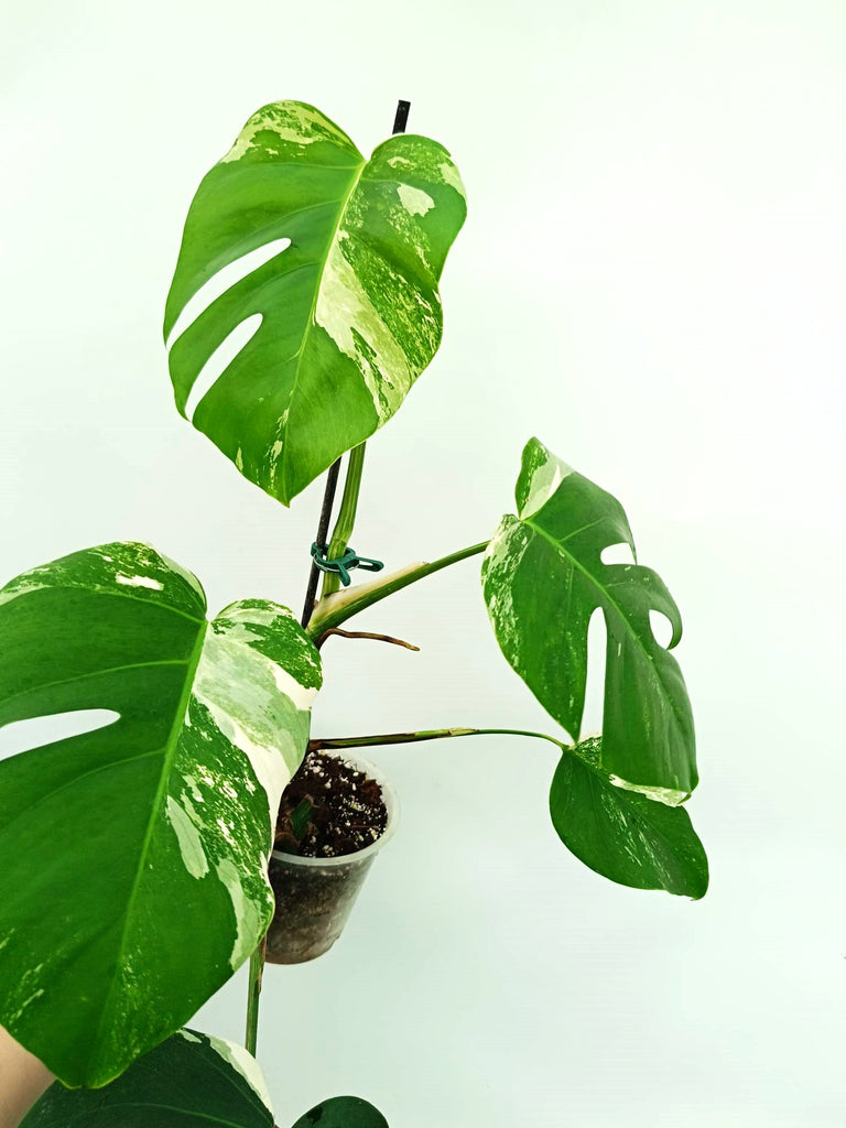 Monstera albo variegata