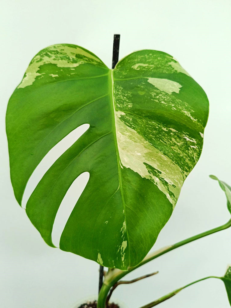 Monstera albo variegata