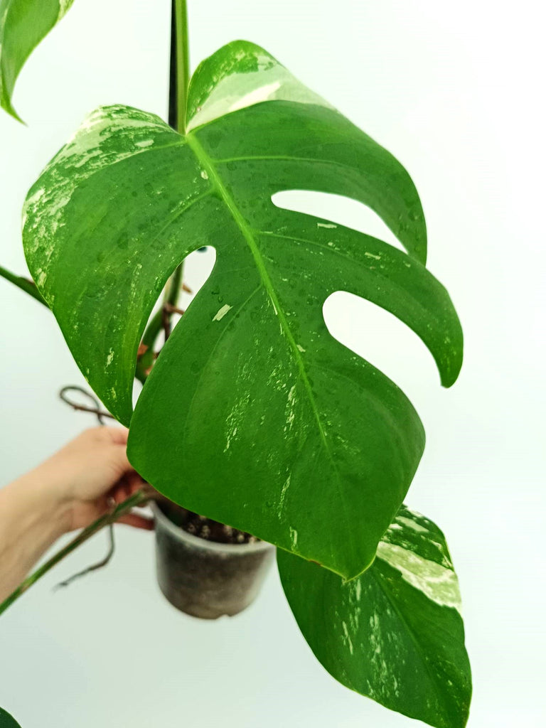 Monstera albo variegata