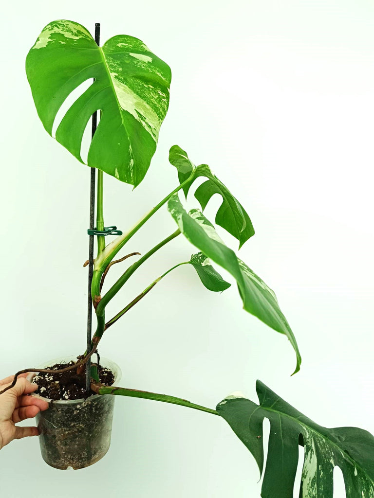 Monstera albo variegata