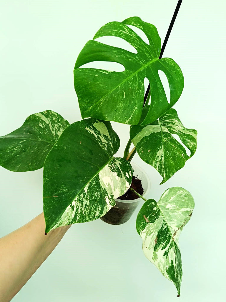 Monstera albo variegata